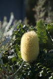 Żółty Banksia kwiat fotografia stock Żółty Banksia kwiat fotografia stock