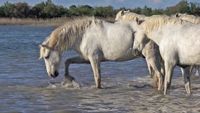 Άλογο Camargue, κοπάδι που στέκεται στο έλος, Saintes Marie de Λα Mer στο νότο της Γαλλίας, φιλμ μικρού μήκους Άλογο Camargue, κοπάδι που στέκεται στο έλος, Saintes Marie de Λα Mer στο νότο της Γαλλίας, φιλμ μικρού μήκους