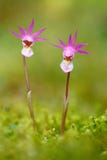 Άγρια ορχιδέα από τη Φινλανδία Bulbosa Calypso, όμορφη ρόδινη ορχιδέα Ανθίζοντας ευρωπαϊκή επίγεια άγρια ορχιδέα, βιότοπος φύσης, Στοκ Φωτογραφία Άγρια ορχιδέα από τη Φινλανδία Bulbosa Calypso, όμορφη ρόδινη ορχιδέα Ανθίζοντας ευρωπαϊκή επίγεια άγρια ορχιδέα, βιότοπος φύσης, Στοκ Φωτογραφία
