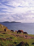 Άγρια πόνι Pembrokeshire στοκ φωτογραφίες Άγρια πόνι Pembrokeshire στοκ φωτογραφίες