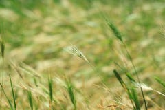 Άγρια χλόη με spikelets που ταλαντεύονται ομαλά στον αέρα, εγκαταστάσεις κριθαριού τοίχων Πράσινη χλόη με τα χρυσά και χνουδωτά α στοκ φωτογραφίες με δικαίωμα ελεύθερης χρήσης Άγρια χλόη με spikelets που ταλαντεύονται ομαλά στον αέρα, εγκαταστάσεις κριθαριού τοίχων Πράσινη χλόη με τα χρυσά και χνουδωτά α στοκ φωτογραφίες με δικαίωμα ελεύθερης χρήσης