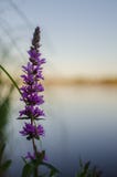 Άγριο lavender αυξάνεται από τον ποταμό στοκ φωτογραφία Άγριο lavender αυξάνεται από τον ποταμό στοκ φωτογραφία