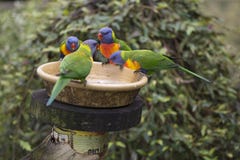 Άγριο moluccanus Lorikeets Trichoglossus ουράνιων τόξων τέσσερα στον τροφοδότη στοκ φωτογραφία Άγριο moluccanus Lorikeets Trichoglossus ουράνιων τόξων τέσσερα στον τροφοδότη στοκ φωτογραφία