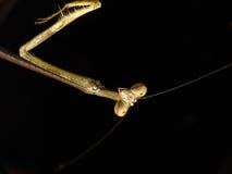 Άγριο καφετί τεράστιο πορτρέτο εντόμων mantis επίκλησης στοκ φωτογραφία με δικαίωμα ελεύθερης χρήσης Άγριο καφετί τεράστιο πορτρέτο εντόμων mantis επίκλησης στοκ φωτογραφία με δικαίωμα ελεύθερης χρήσης