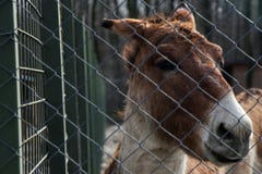 Άγριος γάιδαρος πίσω από το φράκτη στοκ φωτογραφίες με δικαίωμα ελεύθερης χρήσης Άγριος γάιδαρος πίσω από το φράκτη στοκ φωτογραφίες με δικαίωμα ελεύθερης χρήσης