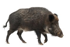 Άγριος κάπρος, επίσης άγριος χοίρος, scrofa Sus Άγριος κάπρος, επίσης άγριος χοίρος, scrofa Sus