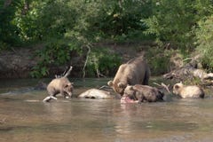 Άγριος καφετής αντέχει και cub τρία αντέχει Η οικογένεια αντέχει Kuril στη λίμνη Μικρός αντέξτε κρατά το μεγάλο σολομό ψαριών στοκ εικόνες Άγριος καφετής αντέχει και cub τρία αντέχει Η οικογένεια αντέχει Kuril στη λίμνη Μικρός αντέξτε κρατά το μεγάλο σολομό ψαριών στοκ εικόνες