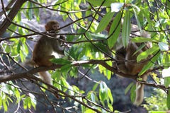 Άγριος πίθηκος Macaque του ρήσου μακάκου στο δέντρο Στοκ Φωτογραφία Άγριος πίθηκος Macaque του ρήσου μακάκου στο δέντρο Στοκ Φωτογραφία