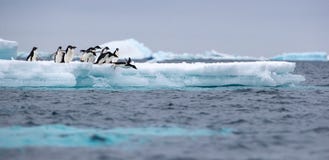 Άλμα penguin Ένα Adelie & ένα x28 Adélie& x29 penguin βουτά στη θάλασσα από ένα παγόβουνο στοκ φωτογραφία με δικαίωμα ελεύθερης χρήσης Άλμα penguin Ένα Adelie & ένα x28 Adélie& x29 penguin βουτά στη θάλασσα από ένα παγόβουνο στοκ φωτογραφία με δικαίωμα ελεύθερης χρήσης