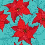 Άνευ ραφής σχέδιο με το λουλούδι Poinsettia ή αστέρι Χριστουγέννων στο κόκκινο στο τυρκουάζ υπόβαθρο r διανυσματική απεικόνιση Άνευ ραφής σχέδιο με το λουλούδι Poinsettia ή αστέρι Χριστουγέννων στο κόκκινο στο τυρκουάζ υπόβαθρο r διανυσματική απεικόνιση