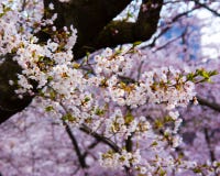 Άνθη κερασιών (δέντρα Sakura), υψηλό πάρκο Τορόντο στοκ εικόνες Άνθη κερασιών (δέντρα Sakura), υψηλό πάρκο Τορόντο στοκ εικόνες