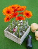 Άνθη του gerbera στα μικρά βάζα στοκ φωτογραφία με δικαίωμα ελεύθερης χρήσης Άνθη του gerbera στα μικρά βάζα στοκ φωτογραφία με δικαίωμα ελεύθερης χρήσης