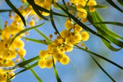 Άνθηση του pycnantha ακακιών δέντρων mimosa, χρυσό wattle κοντά επάνω την άνοιξη, φωτεινά κίτρινα λουλούδια, coojong στοκ εικόνα Άνθηση του pycnantha ακακιών δέντρων mimosa, χρυσό wattle κοντά επάνω την άνοιξη, φωτεινά κίτρινα λουλούδια, coojong στοκ εικόνα