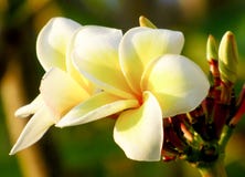 Άνθιση λουλουδιών Plumeria χαριτωμένα στοκ φωτογραφία με δικαίωμα ελεύθερης χρήσης Άνθιση λουλουδιών Plumeria χαριτωμένα στοκ φωτογραφία με δικαίωμα ελεύθερης χρήσης