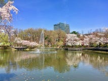 Άνθος κερασιών Sakura στη λίμνη πανεπιστημιουπόλεων της τεχνολογίας της Σεούλ πανεπιστημιακή, Νότια Κορέα στοκ φωτογραφίες με δικαίωμα ελεύθερης χρήσης Άνθος κερασιών Sakura στη λίμνη πανεπιστημιουπόλεων της τεχνολογίας της Σεούλ πανεπιστημιακή, Νότια Κορέα στοκ φωτογραφίες με δικαίωμα ελεύθερης χρήσης