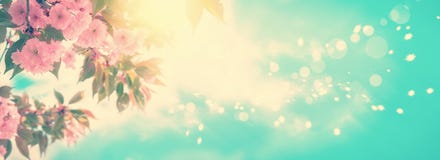 Άνθος κερασιών λουλουδιών Sakura πανοραμικό Πρότυπο υποβάθρου ευχετήριων καρτών Ρηχό βάθος Τρύγος που τονίζεται μαλακός Άνθος κερασιών λουλουδιών Sakura πανοραμικό Πρότυπο υποβάθρου ευχετήριων καρτών Ρηχό βάθος Τρύγος που τονίζεται μαλακός