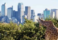 Άποψη giraffe που εξετάζει τον ορίζοντα του Σίδνεϊ - εικόνα στοκ εικόνες Άποψη giraffe που εξετάζει τον ορίζοντα του Σίδνεϊ - εικόνα στοκ εικόνες