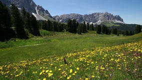 Άποψη βράσης Sass Ciampac Ciampatsch με ένα πρώτο πλάνο του europaeus Trollius wildflowers globeflower στους δολομίτες απόθεμα βίντεο Άποψη βράσης Sass Ciampac Ciampatsch με ένα πρώτο πλάνο του europaeus Trollius wildflowers globeflower στους δολομίτες απόθεμα βίντεο