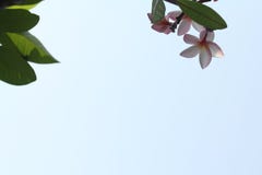 Άποψη κινηματογραφήσεων σε πρώτο πλάνο του ρόδινων λουλουδιού και των φύλλων στο υπόβαθρο μπλε ουρανού στοκ φωτογραφία με δικαίωμα ελεύθερης χρήσης Άποψη κινηματογραφήσεων σε πρώτο πλάνο του ρόδινων λουλουδιού και των φύλλων στο υπόβαθρο μπλε ουρανού στοκ φωτογραφία με δικαίωμα ελεύθερης χρήσης
