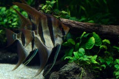 Άποψη του ζευγαριού του του γλυκού νερού angelfish στο ενυδρείο στοκ φωτογραφία Άποψη του ζευγαριού του του γλυκού νερού angelfish στο ενυδρείο στοκ φωτογραφία