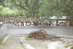 Άποψη του ζωολογικού κήπου Dusit hippo, στοκ εικόνα Άποψη του ζωολογικού κήπου Dusit hippo, στοκ εικόνα