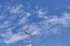 Άσπρες seagull μύγες σε ένα υπόβαθρο μπλε ουρανού με τα σύννεφα στοκ φωτογραφίες Άσπρες seagull μύγες σε ένα υπόβαθρο μπλε ουρανού με τα σύννεφα στοκ φωτογραφίες