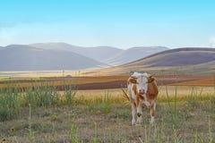 Άσπρη και καφετιά ή κόκκινη αγελάδα που εξετάζει τη κάμερα στο λιβάδι στοκ εικόνες με δικαίωμα ελεύθερης χρήσης Άσπρη και καφετιά ή κόκκινη αγελάδα που εξετάζει τη κάμερα στο λιβάδι στοκ εικόνες με δικαίωμα ελεύθερης χρήσης