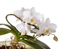 Άσπρη ορχιδέα Phalaenopsis λουλουδιών στοκ φωτογραφία με δικαίωμα ελεύθερης χρήσης Άσπρη ορχιδέα Phalaenopsis λουλουδιών στοκ φωτογραφία με δικαίωμα ελεύθερης χρήσης