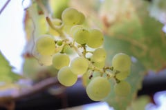 Άσπρη ποικιλία σταφυλιών σε Provencal Treille στοκ εικόνα με δικαίωμα ελεύθερης χρήσης Άσπρη ποικιλία σταφυλιών σε Provencal Treille στοκ εικόνα με δικαίωμα ελεύθερης χρήσης