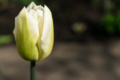 Άσπρη τουλίπα σε ένα θολωμένο υπόβαθρο bokeh στοκ εικόνες με δικαίωμα ελεύθερης χρήσης Άσπρη τουλίπα σε ένα θολωμένο υπόβαθρο bokeh στοκ εικόνες με δικαίωμα ελεύθερης χρήσης