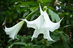 Άσπρο datura στο τροπικό δάσος στοκ φωτογραφία Άσπρο datura στο τροπικό δάσος στοκ φωτογραφία