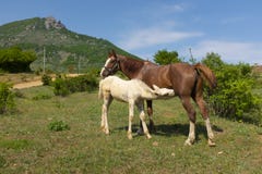 Άσπρο foal πόσιμο γάλα από το άλογο μητέρων του στο λιβάδι στοκ εικόνα Άσπρο foal πόσιμο γάλα από το άλογο μητέρων του στο λιβάδι στοκ εικόνα