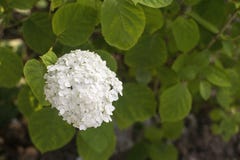 Άσπρο hydrangea άνθησης στοκ εικόνες με δικαίωμα ελεύθερης χρήσης Άσπρο hydrangea άνθησης στοκ εικόνες με δικαίωμα ελεύθερης χρήσης