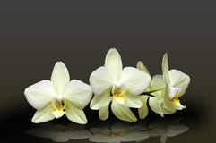 Άσπρο orchid στοκ εικόνα με δικαίωμα ελεύθερης χρήσης Άσπρο orchid στοκ εικόνα με δικαίωμα ελεύθερης χρήσης