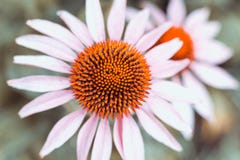 Άσπρο rudbeckia με την πορτοκαλιά καρδιά σε μια πράσινη κινηματογράφηση σε πρώτο πλάνο υποβάθρου στοκ εικόνα Άσπρο rudbeckia με την πορτοκαλιά καρδιά σε μια πράσινη κινηματογράφηση σε πρώτο πλάνο υποβάθρου στοκ εικόνα