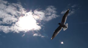 Άσπρο seagull που πετά στα ύψη στο μπλε ουρανό στοκ φωτογραφία με δικαίωμα ελεύθερης χρήσης Άσπρο seagull που πετά στα ύψη στο μπλε ουρανό στοκ φωτογραφία με δικαίωμα ελεύθερης χρήσης