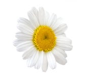 Άσπρο λουλούδι Chamomile που απομονώνεται στο άσπρο υπόβαθρο στοκ φωτογραφίες Άσπρο λουλούδι Chamomile που απομονώνεται στο άσπρο υπόβαθρο στοκ φωτογραφίες