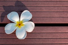 Άσπρο λουλούδι Frangipani στο ξύλινο υπόβαθρο σύστασης στοκ εικόνες Άσπρο λουλούδι Frangipani στο ξύλινο υπόβαθρο σύστασης στοκ εικόνες