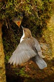 Άσπρος-Dipper, cinclus Cinclus, καφετί πουλί με τον άσπρο λαιμό στον ποταμό, καταρράκτης στο υπόβαθρο, ζωική συμπεριφορά μέσα στοκ εικόνα Άσπρος-Dipper, cinclus Cinclus, καφετί πουλί με τον άσπρο λαιμό στον ποταμό, καταρράκτης στο υπόβαθρο, ζωική συμπεριφορά μέσα στοκ εικόνα