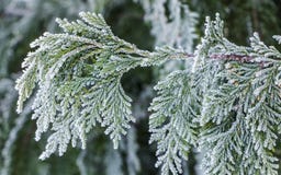 Άσπρος κέδρος - στενό επάνω, ρηχό βάθος Thuja Occidentalis στοκ φωτογραφίες Άσπρος κέδρος - στενό επάνω, ρηχό βάθος Thuja Occidentalis στοκ φωτογραφίες