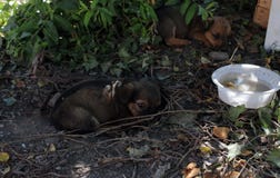 Άστεγα κουτάβια κάτω από το δέντρο στοκ εικόνες Άστεγα κουτάβια κάτω από το δέντρο στοκ εικόνες