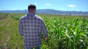 Άτομο της Farmer που περπατά μέσω της φυτείας του καλαμποκιού Αρσενικά χέρια αγροτών που ελέγχουν και που επιθεωρούν την ποιότητα απόθεμα βίντεο Άτομο της Farmer που περπατά μέσω της φυτείας του καλαμποκιού Αρσενικά χέρια αγροτών που ελέγχουν και που επιθεωρούν την ποιότητα απόθεμα βίντεο
