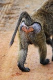 Ένα baboon περπάτημα στοκ εικόνα Ένα baboon περπάτημα στοκ εικόνα