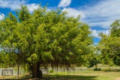 Ένα banyan δέντρο στοκ φωτογραφία με δικαίωμα ελεύθερης χρήσης Ένα banyan δέντρο στοκ φωτογραφία με δικαίωμα ελεύθερης χρήσης