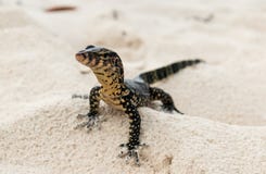 Ένα gecko κυνηγά για το θήραμα σε μια ταϊλανδική παραλία στοκ φωτογραφία με δικαίωμα ελεύθερης χρήσης Ένα gecko κυνηγά για το θήραμα σε μια ταϊλανδική παραλία στοκ φωτογραφία με δικαίωμα ελεύθερης χρήσης
