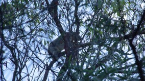 Ένα koala που αναρριχείται σε έναν κλάδο δέντρων Ένα koala που αναρριχείται σε έναν κλάδο δέντρων