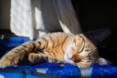 Ένα NAP κάτω από τον ήλιο στοκ εικόνα Ένα NAP κάτω από τον ήλιο στοκ εικόνα