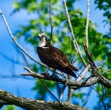 Ένα Osprey #4 στοκ φωτογραφίες Ένα Osprey #4 στοκ φωτογραφίες