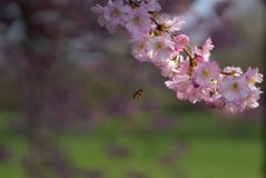 Ένα sakura προσέγγισης μελισσών ανθίζει στο άνθος στοκ φωτογραφίες Ένα sakura προσέγγισης μελισσών ανθίζει στο άνθος στοκ φωτογραφίες