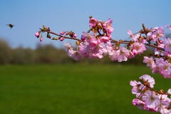 Ένα sakura προσέγγισης μελισσών ανθίζει στο άνθος στοκ φωτογραφία Ένα sakura προσέγγισης μελισσών ανθίζει στο άνθος στοκ φωτογραφία